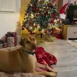 Un Labrastaff de pelage fauve allongé , portant un collier au cou et qui fixe la caméra 