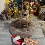 Un Labrastaff à pelage bicolore, aux oreilles tombantes, assis sur sa couchette et portant un collier autour du cou.