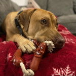 Un Labrastaff au pelage fauve, allongé ,portant un collier au cou et tenant un jouet dans sa gueule