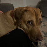  Un Labrastaff au pelage fauve, allongé et qui tourne sa tête pour regarder la caméra.