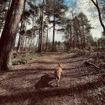 Un Labrastaff de pelage fauve marchant sur un sentier battu et portant un harnais.
