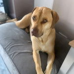 Un Labrastaff allongé, en levant les yeux vers le haut