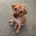 Un chiot Labrastaff de pelage bicolore assis sur une route goudronné et qui fixe la caméra 