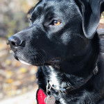 Gros plan sur un Labrastaff de pelage bicolore portant un collier au cou 