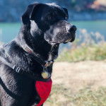  Profil d’un Labrastaff à poil noir, debout, portant un collier au cou et un harnais rouge