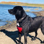 Un Labrastaff au pelage noir, debout, portant un harnais rouge et une médaille.