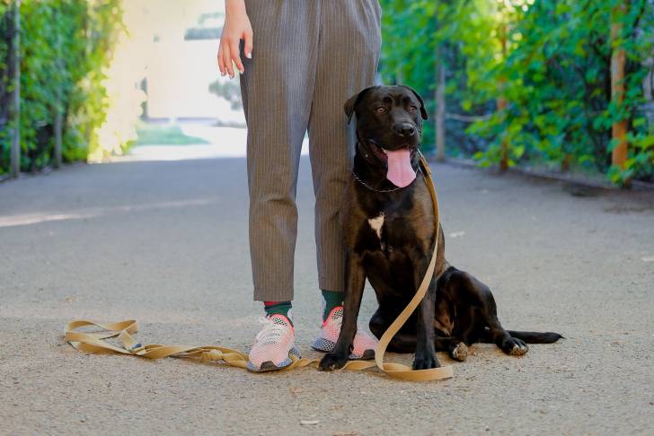 Un Labrastaff au pelage noir, assis aux pieds de sa maîtresse dans un parc