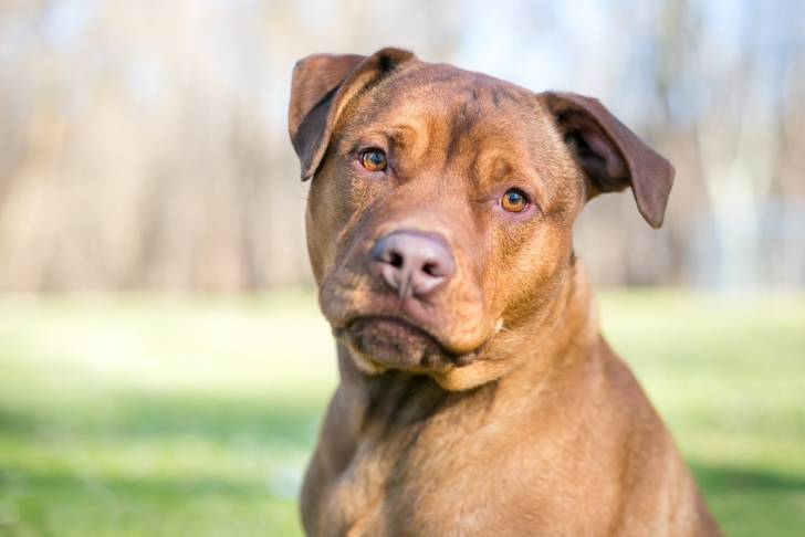 Un Labrastaff au pelage fauve et aux yeux miel, assis dans un parc