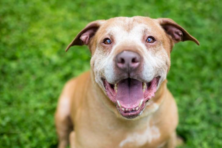 Un Labrastaff au pelage fauve, assis dans l'herbe