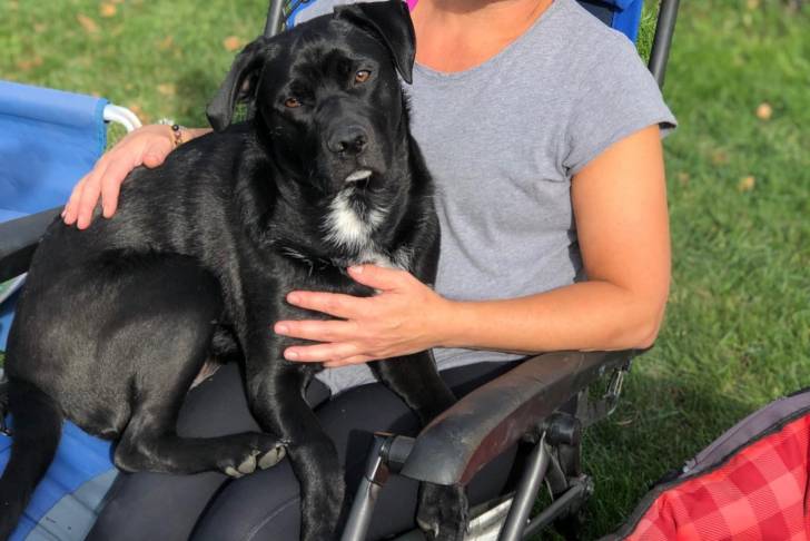 Un Labrastaff de pelage bicolore assis sur sa propriétaire et qui regarde la caméra