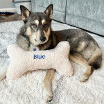 Un Aussie Siberian bicolore allongé , porte un collier autour du cou et un os en peluche posé sur sa patte.