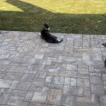 Un Aussie Siberian de pelage bicolore allongé et qui semble détendu 