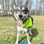 Un Aussie Siberian de pelage bicolore debout sur une surface en gazon ,avec sa langue pendante et qui porte un bandana vert