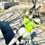 Un Aussie Siberian de pelage bicolore debout sur ses deux pattes arrière et qui porte un bandana vert 