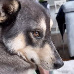 Gros plan de la tête d'un Aussie Siberian