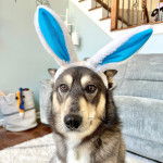 Un Aussie Siberian de pelage bicolore assis et portant des oreilles en peluche 