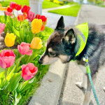 Profil d’un Aussie Siberian de pelage bicolore , porte un bandana vert et renifle des fleurs.