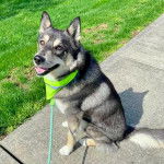 Un Aussie Siberian assis , porte un bandana vert ,tenu par une laisse et qui semble regardé son maître 