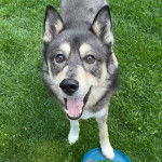 Un Aussie Siberian de pelage bicolore debout sur une surface en gazon et ouvre légèrement sa gueule
