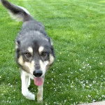 Un Aussie Siberian au pelage bicolore qui semble marcher avec sa langue pendante hors de sa gueule.