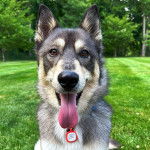 Un Aussie Siberian de pelage bicolore assis , avec sa langue pendante et porte un collier 