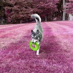 Un Aussie Siberian de pelage bicolore debout et qui tient un cerceau dans sa gueule 