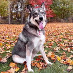 Un Aussie Siberian de pelage bicolore assis sur une surface en gazon avec sa langue pendante et porte un collier au cou