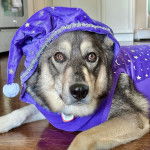 Un Aussie Siberian de pelage bicolore allongé et porte un chapeau sur la tête