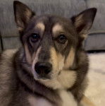 Un Aussie Siberian de pelage bicolore allongé et qui regarde la caméra 