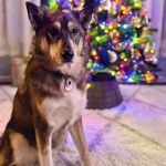 Un Aussie Siberian de pelage bicolore assis et porte un collier au cou 