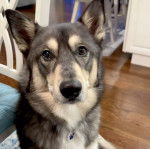 Un Aussie Siberian assis sur un tapis et qui regarde la caméra 