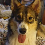 Un Aussie Siberian de pelage bicolore allongé , avec sa langue pendante 