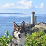 Un Aussie Siberian de pelage bicolore assis et qui regarde la caméra 
