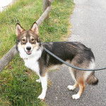 Un Aussie Siberian de pelage tricolore debout , portant une laisse avec la gueule entrouverte 