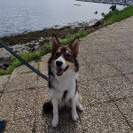Un Aussie Siberian de pelage bicolore assis sur un sol pavé, qui tire la langue et porte une laisse.