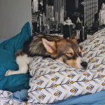 Un Aussie Siberian de pelage bicolore allongé et qui semble endormi