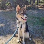 Un Aussie Siberian à poil bicolore, assis sur une surface gazonnée, qui tire la langue et porte une laisse.