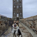 Un Aussie Siberian de pelage bicolore assis , avec sa langue pendante et portant une laisse