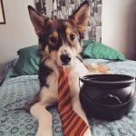 Un Aussie Siberian de pelage bicolore , aux oreilles dressées allongé et portant une cravate au cou 