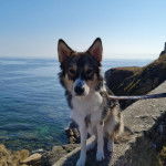 Un Aussie Siberian de pelage bicolore assis sur un muret et tenue par une laisse