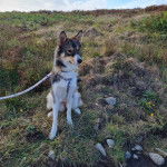 Un Aussie Siberian de pelage bicolore assis sur des hautes herbes et qui est tenu par une laisse 