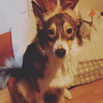 Un Aussie Siberian de pelage tricolore est assis et porte une peluche en forme de corne d’élan sur sa tête.