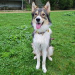 Un Aussie Siberian de pelage tricolore assis , avec sa langue pendante et porte un collier