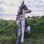 Un Aussie Siberian de pelage tricolore assis et est tenu par une laisse 