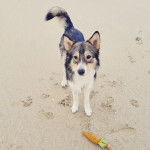 Un Aussie Siberian de pelage bicolore debout sur une surface sablonneuse et qui semble détendu.