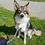 Un Aussie Siberian de pelage bicolore assis et tenu par une laisse 