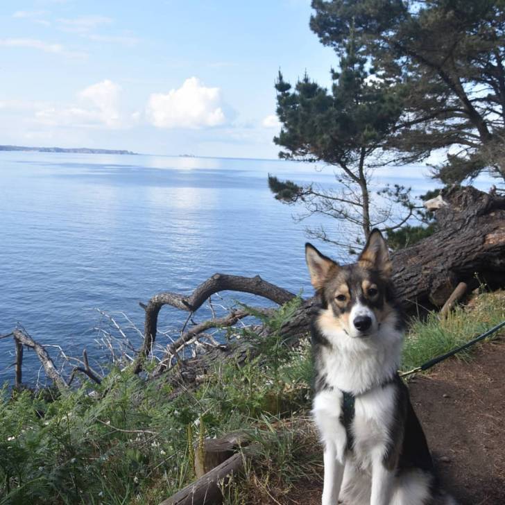 Un Aussie Siberian de pelage bicolore assis sur le bord d'un lac et qui regarde la caméra