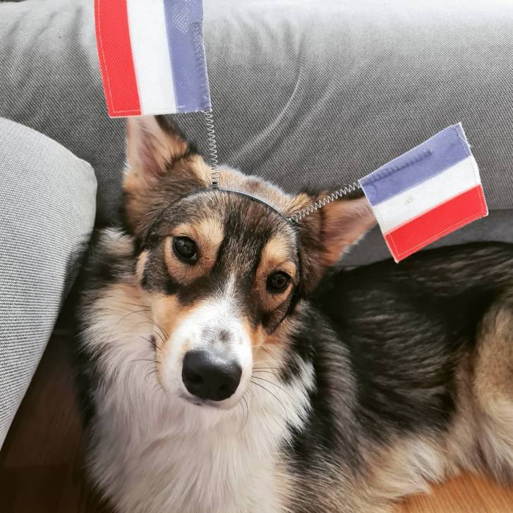 Un Aussie Siberian de pelage bicolore allongé et qui porte le drapeau français sur la tête 