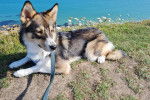 Un Aussie Siberian allongé sur la rive d'un lac et qui est tenu en laisse 