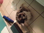 Snuggles - Lhassa Apso (10 ans)